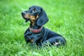 Senior Dachshund Royalty Free Stock Photo