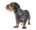 Senior dachshund in studio Royalty Free Stock Photo