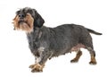 Senior dachshund in studio Royalty Free Stock Photo