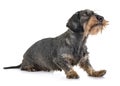 Senior dachshund in studio Royalty Free Stock Photo