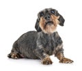 Senior dachshund in studio Royalty Free Stock Photo