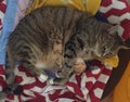 Senior Diabetic Male Tabby Cat Resting Royalty Free Stock Photo
