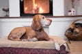 Senior dog resting near fireplace Royalty Free Stock Photo