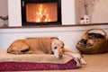 Senior dog resting near fireplace Royalty Free Stock Photo