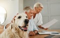 Senior, elderly couple and dog pet of people in a home looking at contracts and documents. Happiness of a man, woman and