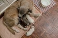 A senior or elderly dog succesfully gives birth to a healthy litter of puppies Royalty Free Stock Photo