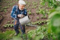 Senior elderly man with gray beard is pouring watering can in vegetable garden of plant