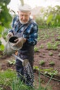 Senior elderly man with gray beard is pouring watering can in vegetable garden of plant