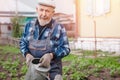 Senior elderly man with gray beard is pouring watering can in vegetable garden of plant