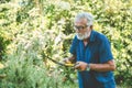 Senior elderly working during stay at home holiday activity pruning plants at backyard