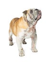 Senior English Bulldog Dog Standing Looking Up Royalty Free Stock Photo