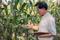 Senior, experienced male farmer or corn field owner inspecting his corn corps before harvesting Royalty Free Stock Photo