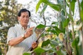 Senior, experienced male farmer or corn field owner inspecting his corn corps before harvesting Royalty Free Stock Photo