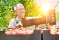 Senior farmer arranging tomatoes in crate with yellow lens flare in background