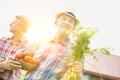 Senior farmer carrying newly harvest tomatoes and carrots in field with lens flare