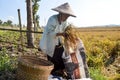 Senior farmer collecting paddy