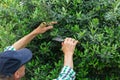 Senior farmer cutting olive tree with garden pruner in hands