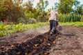 Senior farmer driving small tractor harvesting, digging potato. Autumn harvest vegetables picking. Agriculture