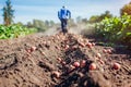 Senior farmer driving small tractor for soil cultivation and potato digging. Autumn harvest potato picking Royalty Free Stock Photo