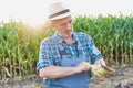 Senior farmer examining corn against corn plant growing in fields Royalty Free Stock Photo