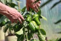 Senior farmer examining green pepper bush with peppers