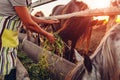 Senior farmer feeding horses with grass on farm yard at sunset. Cattle eating and walking outdoors Royalty Free Stock Photo