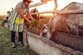 Senior farmer feeding horses with grass on farm yard at sunset. Cattle eating and walking outdoors Royalty Free Stock Photo