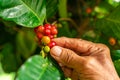 Senior farmer hand check a red coffee fruits on a branch of coffee tree.