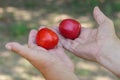 Senior farmer hands taking two organic tomatoes Royalty Free Stock Photo