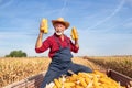 Senior farmer holding corn cobs in field during harvest Royalty Free Stock Photo
