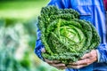 Senior farmer holding in hands fresh kale cabbage