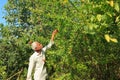 Senior farmer holding or picking a pomegranate fruit