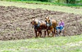 senior farmer and horse team plowing a field