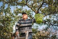 Senior farmer picking apple fruit from ladder in orchard. Royalty Free Stock Photo
