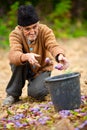 Senior farmer picking plums