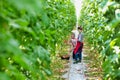 Senior farmer picking tomatoes while female supervisor writing report on clipboard in greenhouse