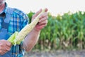 Senior farmer removing corn cob against corn plant growing in field