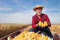 Senior farmer showing corn cobs in field during harvest Royalty Free Stock Photo