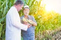 Senior farmer showing corn to crop scientist in field