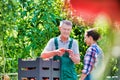 Portrait of senior farmer showing tomatoes to young farmer at greenhouse