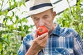 Senior farmer smelling tomato at farm