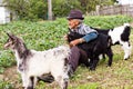 Senior farmer with three baby goat Royalty Free Stock Photo