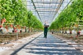 Senior farmer walking while carrying tomatoes in crate at greenhouse