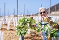 A senior farmer woman controls the sprouts of the new vineyard smiling proud and gesturing ok with hands - active retired elderly