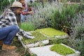 Senior farmer workers preparing seedlings in a box with soil inside vegetables farm - Focus on african woman face