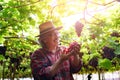 Senior Farmers Hands with Freshly Harvested Black or blue grapes Royalty Free Stock Photo