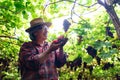 Senior Farmers Hands with Freshly Harvested Black or blue grapes Royalty Free Stock Photo