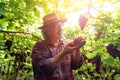 Senior Farmers Hands with Freshly Harvested Black or blue grapes Royalty Free Stock Photo