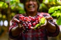 Senior Farmers Hands with Freshly Harvested Black or blue grapes Royalty Free Stock Photo