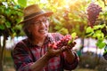 Senior Farmers Hands with Freshly Harvested Black or blue grapes Royalty Free Stock Photo